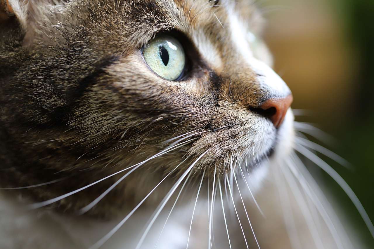 Os bigodes dos gatos são ferramentas essenciais para a sobrevivência desses animais