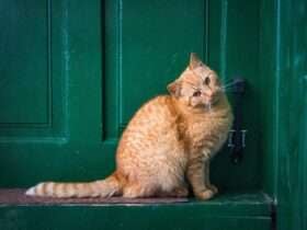 Meu gato laranja virou um furacão! ️