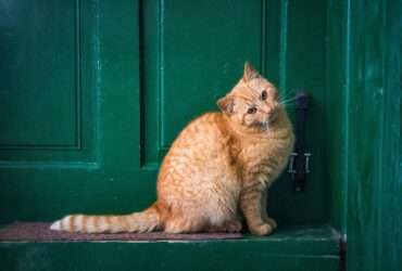 Meu gato laranja virou um furacão! ️