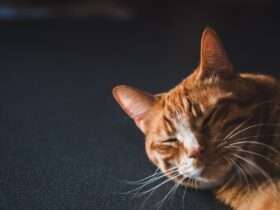 Gato laranja pede para passear