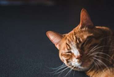 Gato laranja pede para passear