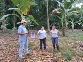 Ceplac testa clones de cacau em países vizinhos contra a monilíase