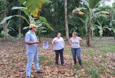 Ceplac testa clones de cacau em países vizinhos contra a monilíase