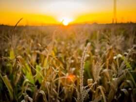 Desafios e oportunidades no agronegócio brasileiro