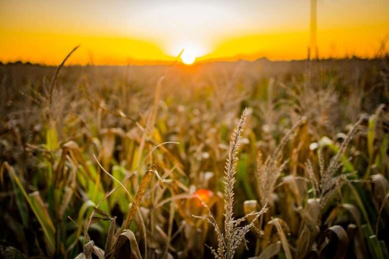 Desafios e oportunidades no agronegócio brasileiro