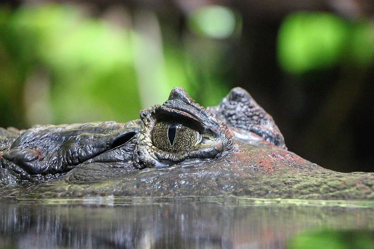 Ao construir ninhos e escavar tocas, os crocodilos modificam o ambiente físico, criando habitats para outras espécies.