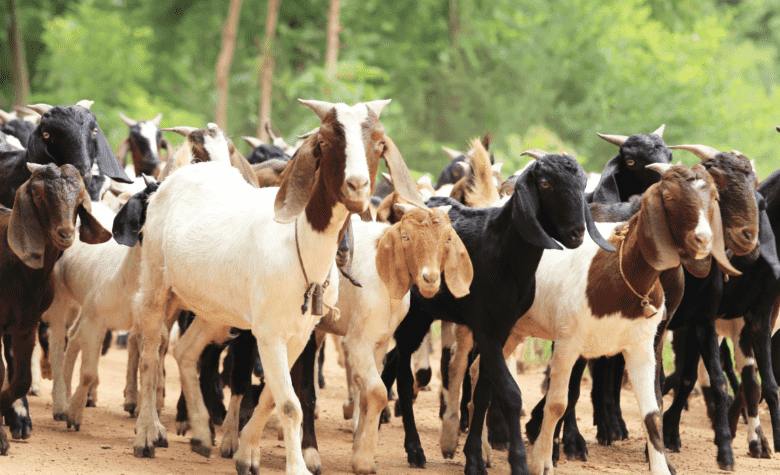 Exportação de caprinos e ovinos vivos do Brasil para o Sultanato de Omã