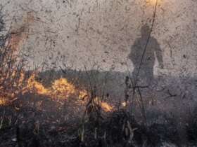 Brasília (DF) 12/09/2024 - Brigadistas do Prevfogo/Ibama e ICMBio combatem incêndios florestais na Terra Indígena Tenharim/Marmelos, no Amazonas Foto: Mayangdi Inzaulgarat/Ibama