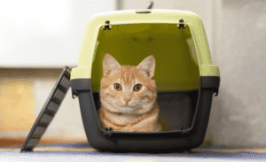 Mapa flexibiliza regras para entrada de pets com refugiados vindos do Oriente Médio