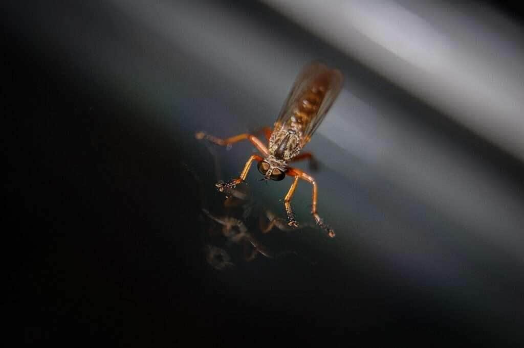 Dengue e chikungunya levam sistema de saúde de Cuiabá ao limite