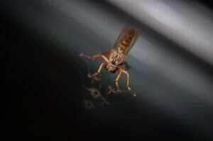 Dengue e chikungunya levam sistema de saúde de Cuiabá ao limite