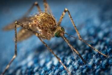 Chuvas trazem alívio e alerta para o aumento de casos de dengue em Mato Grosso