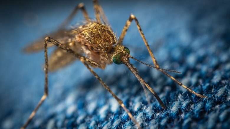 Chuvas trazem alívio e alerta para o aumento de casos de dengue em Mato Grosso