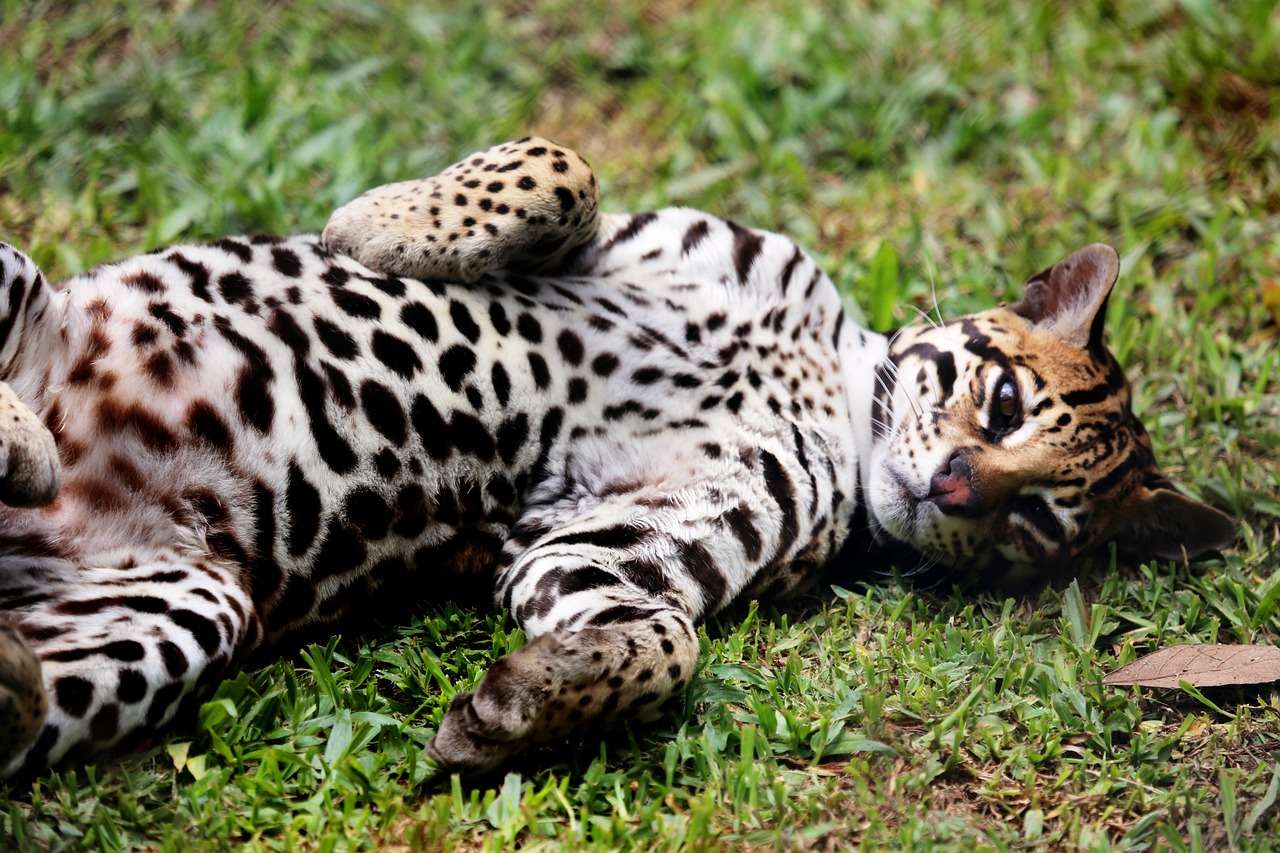 A jaguatirica é um animal solitário e territorial, com hábitos crepusculares e noturnos.