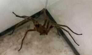 A aranha armadeira tem esse nome pela sua posição de defesa: ela se apoia sobre as pernas traseiras e ergue as dianteiras para dar o bote no possível agressor