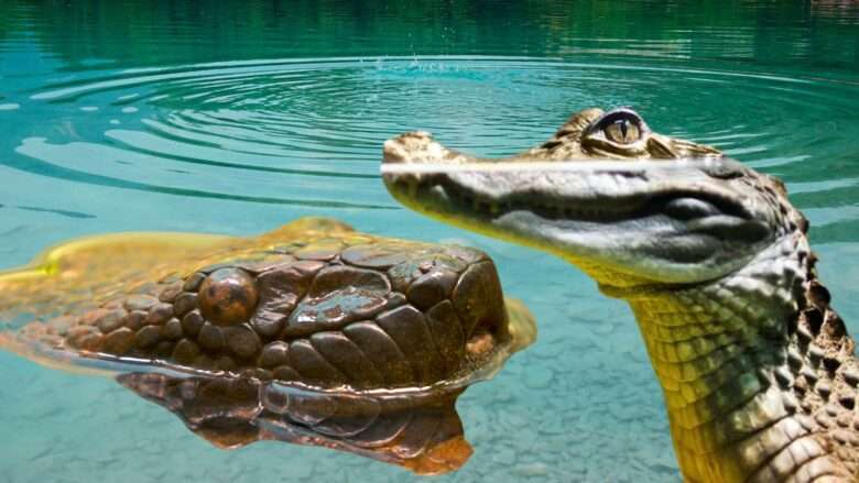 Incrível! Guia de turismo flagra briga entre sucuri e jacaré