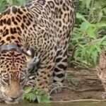 Fotógrafo registra momento raro de onça-pintada e filhote bebendo água