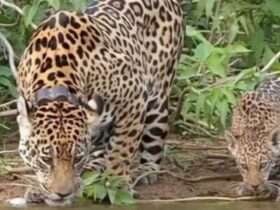 Fotógrafo registra momento raro de onça-pintada e filhote bebendo água