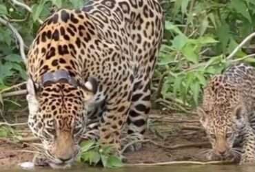 Fotógrafo registra momento raro de onça-pintada e filhote bebendo água