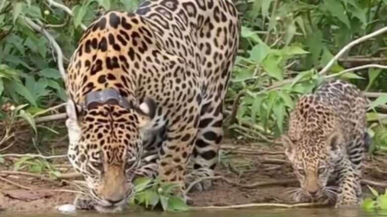 Fotógrafo registra momento raro de onça-pintada e filhote bebendo água