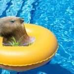 Que calor! Capivara invade piscina