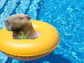 Que calor! Capivara invade piscina