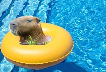 Que calor! Capivara invade piscina