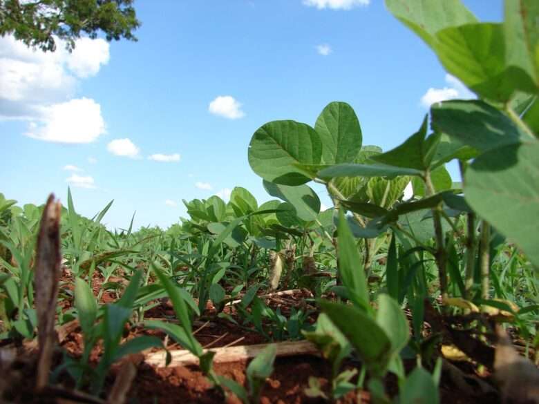 Mato Grosso sancionará lei que restringe benefícios fiscais a empresas ligadas à moratória da soja