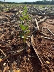 Semeadura da soja avança em Mato Grosso e Médio-Norte lidera ritmo de plantio