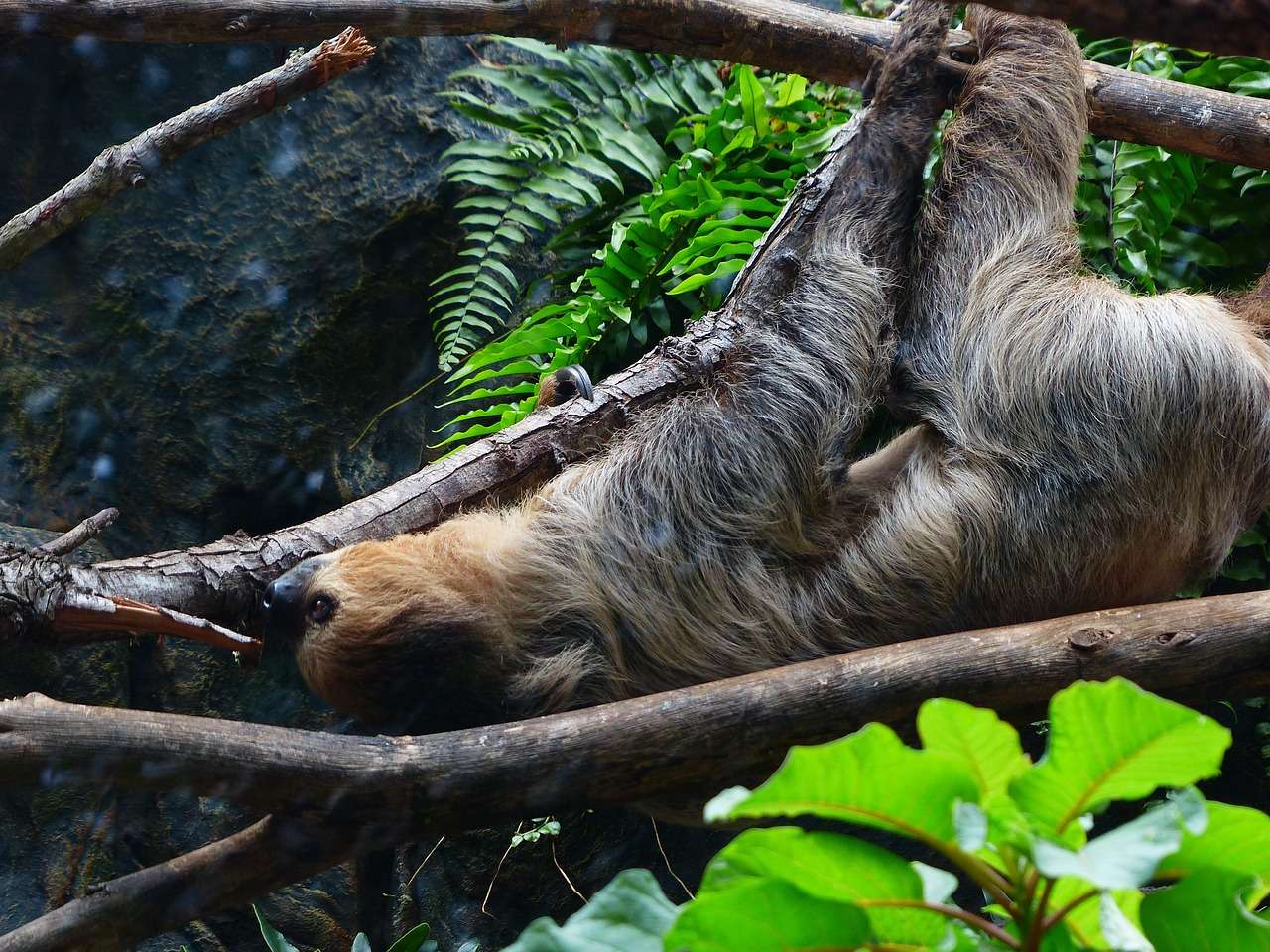 A lentidão do bicho-preguiça é resultado de milhões de anos de evolução e é uma adaptação perfeita ao seu estilo de vida.