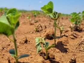 Pesquisadora da Fundação Rio Verde orienta sobre cuidados no início do plantio da soja para evitar o surgimento das principais pragas