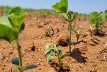 Pesquisadora da Fundação Rio Verde orienta sobre cuidados no início do plantio da soja para evitar o surgimento das principais pragas