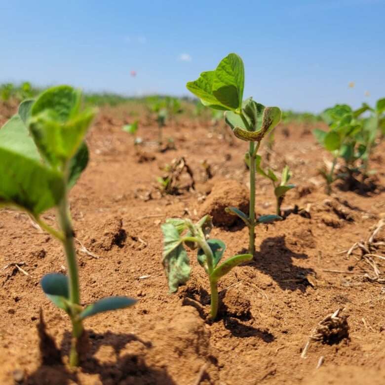 Pesquisadora da Fundação Rio Verde orienta sobre cuidados no início do plantio da soja para evitar o surgimento das principais pragas