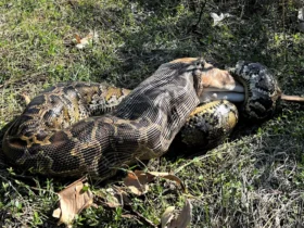 Pítons gigantes devoram veados inteiros e ameaçam ecossistemas