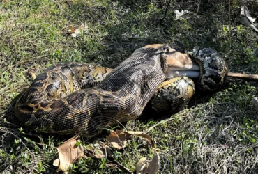 Pítons gigantes devoram veados inteiros e ameaçam ecossistemas