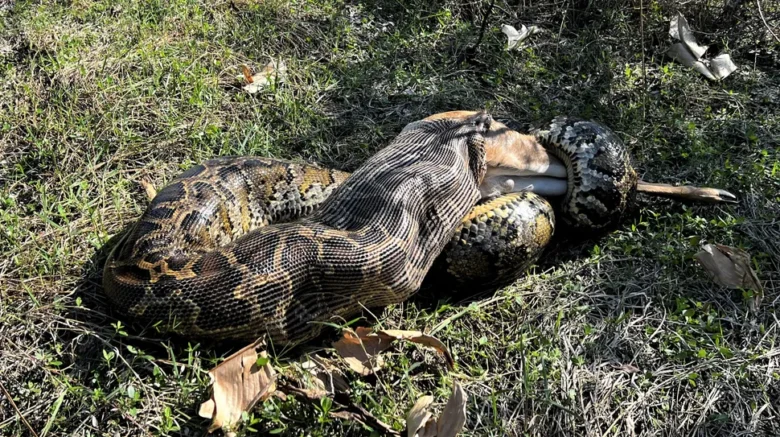 Pítons gigantes devoram veados inteiros e ameaçam ecossistemas