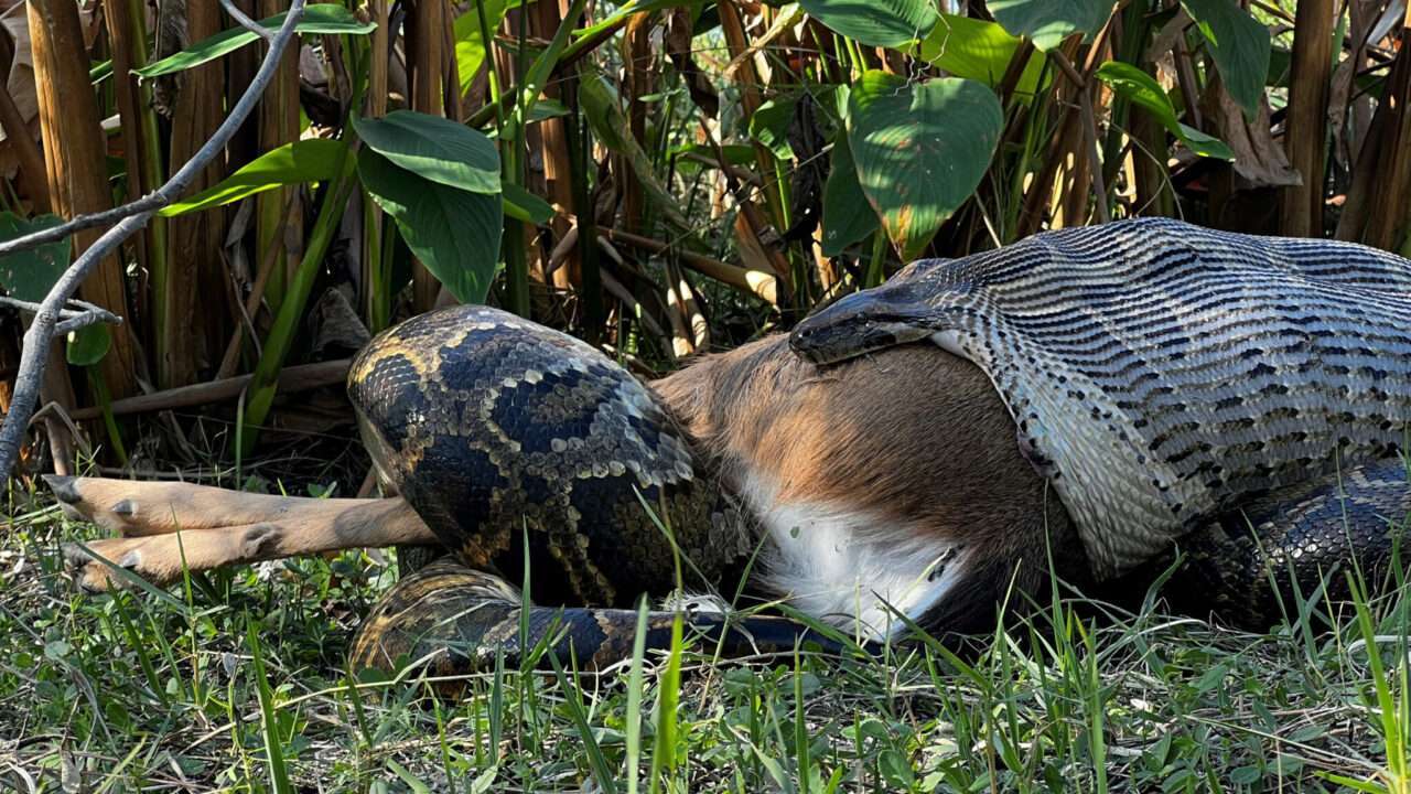 Em dezembro de 2022, biólogos se depararam com uma cena horrível de uma píton birmanesa fêmea de quase 4,5 metros comendo uma cauda branca adulta perto de uma propriedade privada perto de Naples, Flórida.Conservancy do sudoeste da Flórida