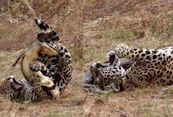 a felina foi flagrada em um embate épico com um jacaré-do-pantanal, mostrando mais uma vez sua habilidade e ferocidade.