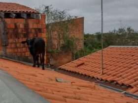 Vaca no telhado? Isso realmente aconteceu!