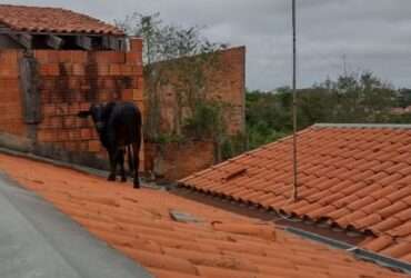 Vaca no telhado? Isso realmente aconteceu!