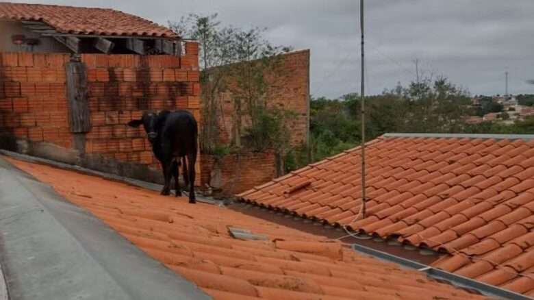 Vaca no telhado? Isso realmente aconteceu!