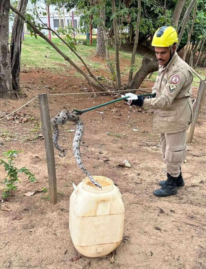 Jiboia na escola? Cobra invade quintal de escola em Mato Grosso