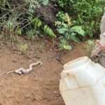 Motorista leva susto ao encontrar jiboia dentro do carro em cidade de Mato Grosso