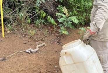 Motorista leva susto ao encontrar jiboia dentro do carro em cidade de Mato Grosso