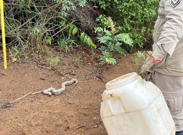 Motorista leva susto ao encontrar jiboia dentro do carro em cidade de Mato Grosso