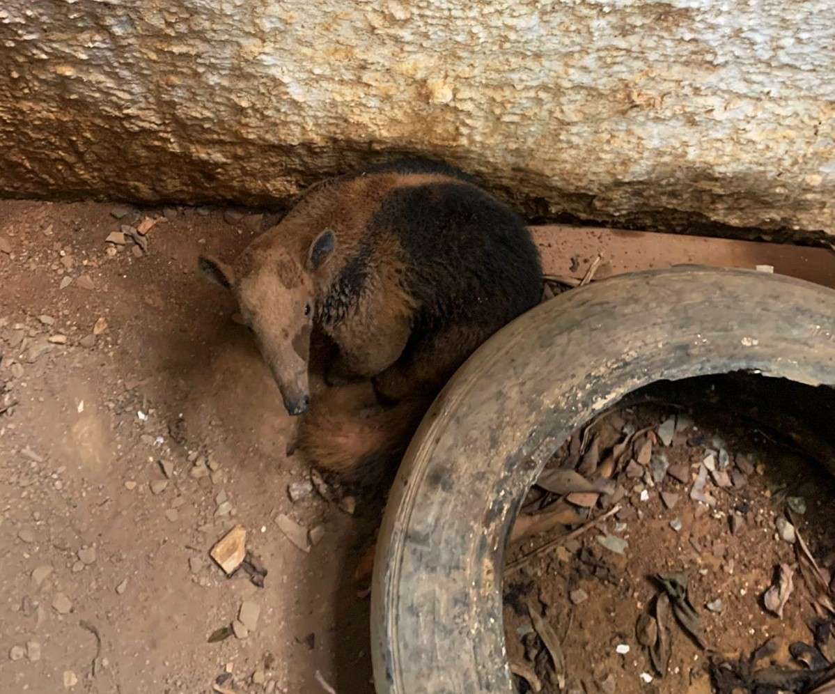 A operação exigiu o uso de equipamentos especializados para liberar o animal com segurança