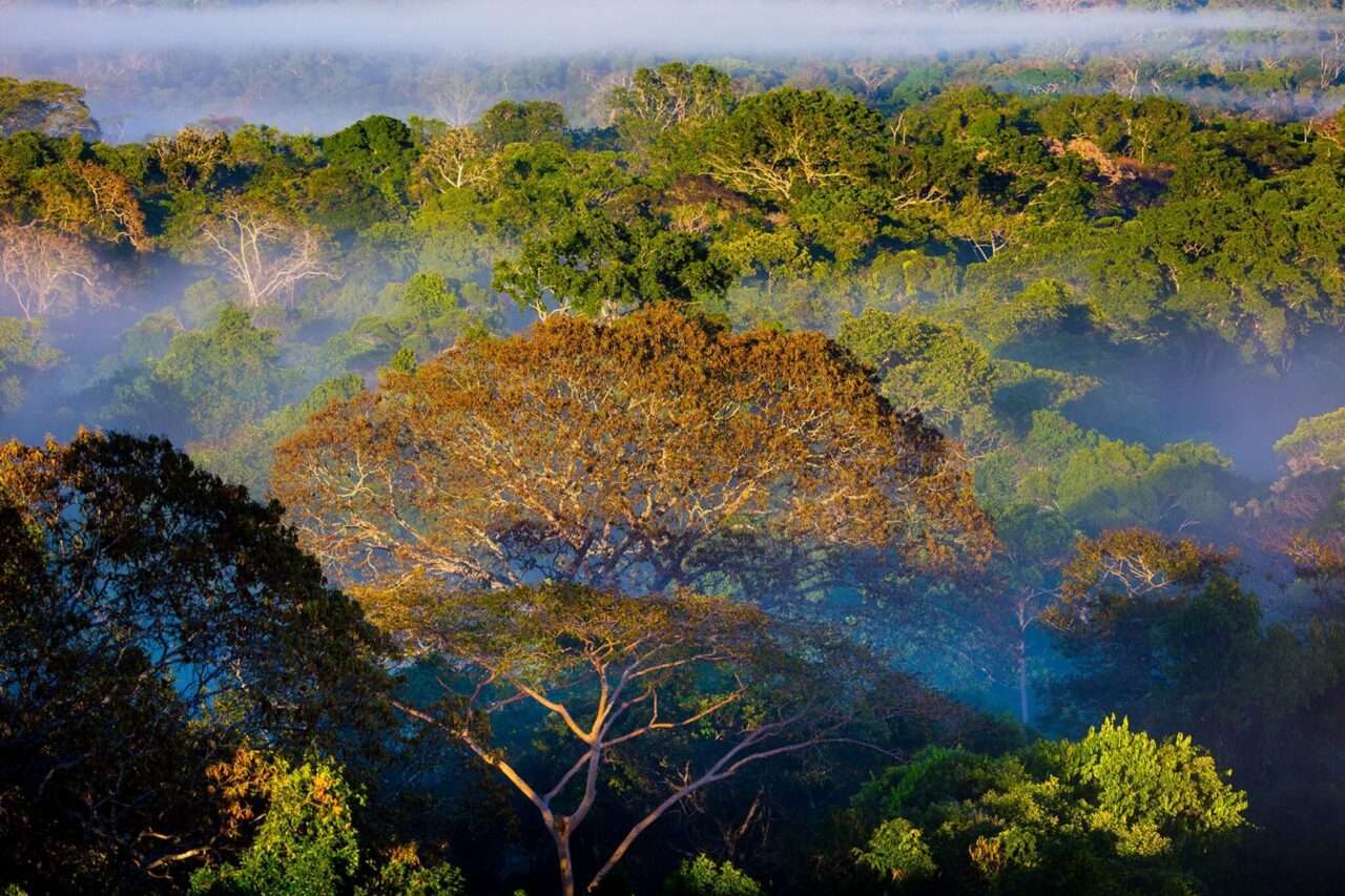 A unidade abriga uma rica diversidade de fauna e flora, com espécies ameaçadas de extinção que dependem desse ecossistema para sobreviver.