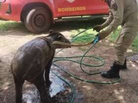 Anta em situação de risco é resgatada na rodovia MT-140 em Mato Grosso