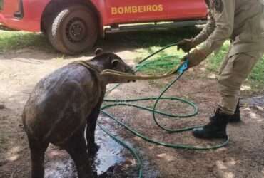 Anta em situação de risco é resgatada na rodovia MT-140 em Mato Grosso