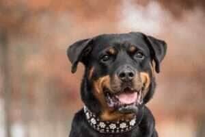 Em caso de acidentes com cães é importante procurar um médico especializado rapidamente